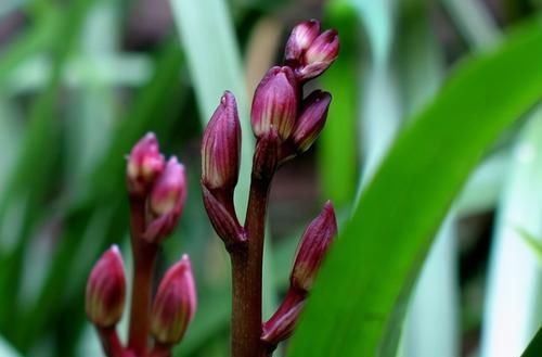 此兰花色绚丽七彩，芳香浓郁，温度越低，花色越艳，是建兰铭品