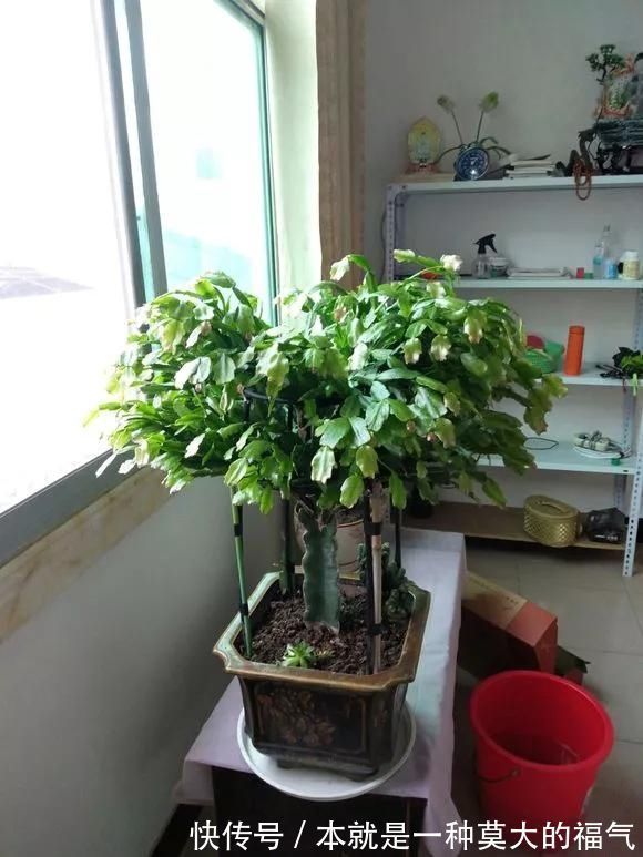 5种花夏天要管住手,浇多了就烂根,越浇花越死