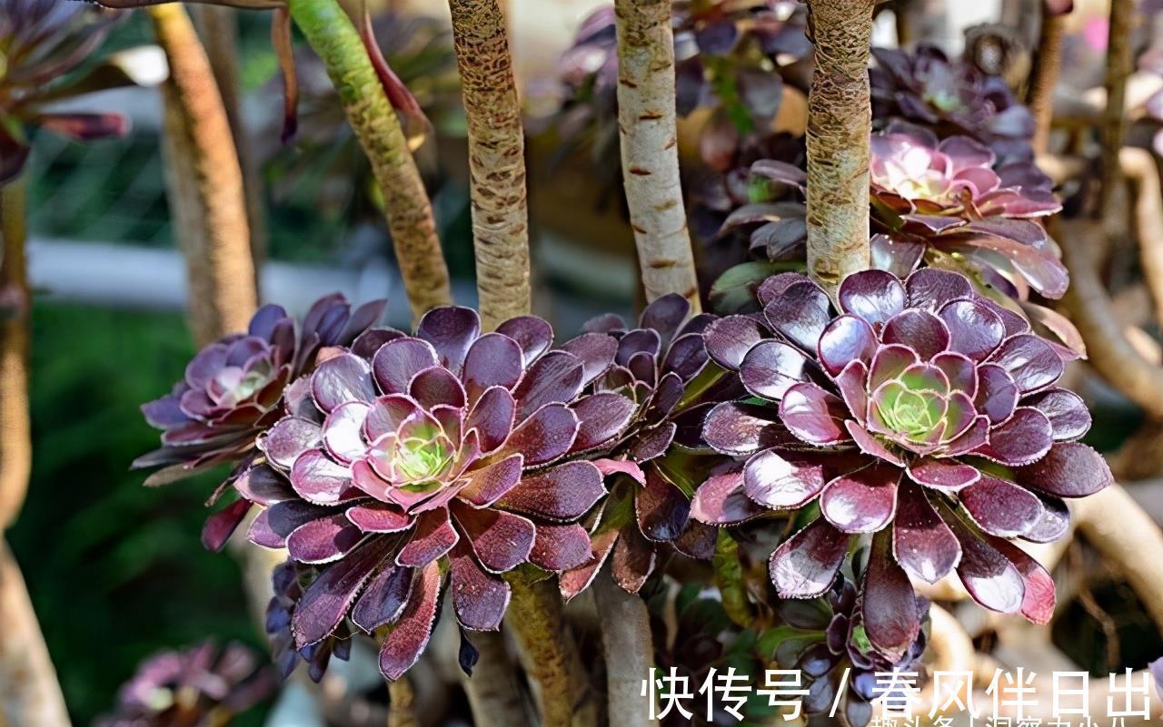 养护|多肉法师有“三怕”,难怪叶片哗哗掉,避开半年内逆袭成小老桩