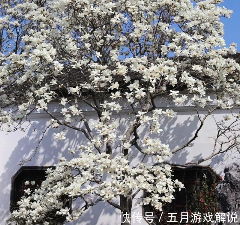 罗汉松|7种树“进宅”,旺财镇宅,延绵百年,家里有地方,一定养一棵