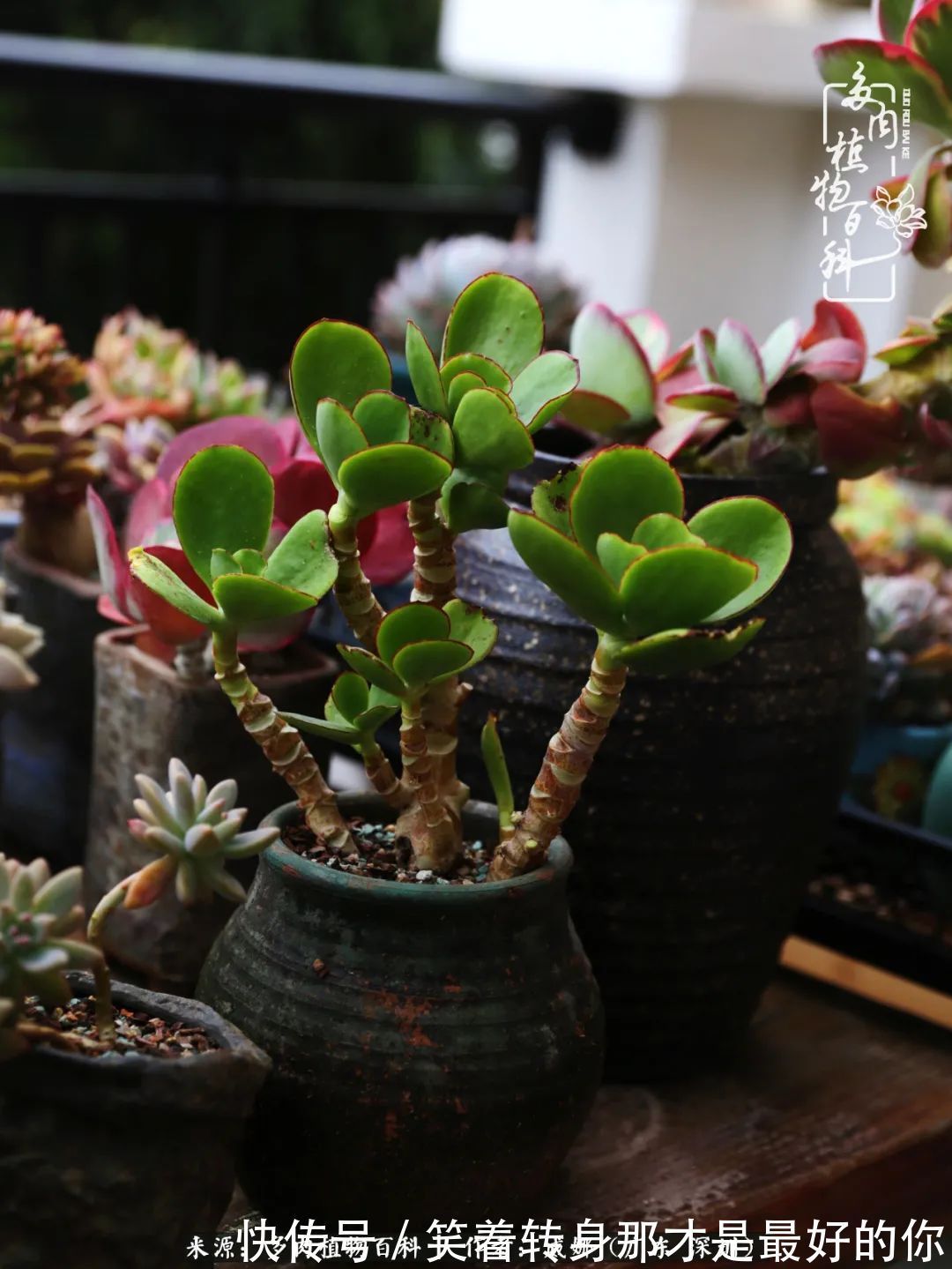 曾经的美肉，谢谢你们都惊艳过时光，谢谢你们都陪过我！