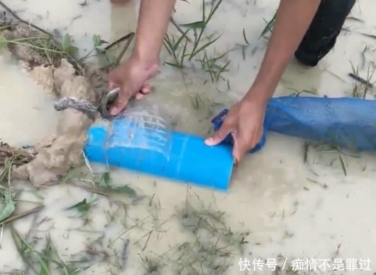 资源|这里的资源真好,野鱼成群,小伙做个简易陷阱,竟捕获半桶野鱼