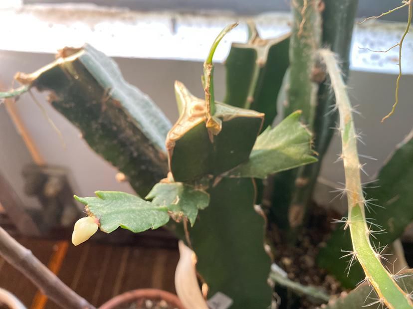 养护蟹爪兰，要注意8个要点，才能开出仙气飘飘花