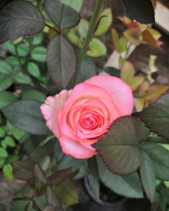 香气|养花试试这几款,花色绚丽缤,叶片四季常绿,深受人们的喜爱