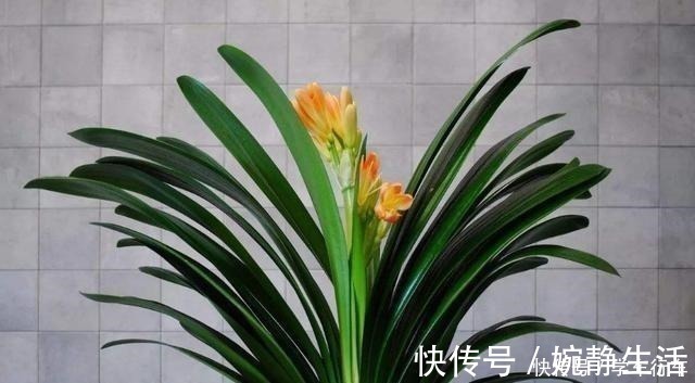 啤酒|别给君子兰用啤酒了，用它才最“靠谱”的，叶片宽大油绿又整齐！