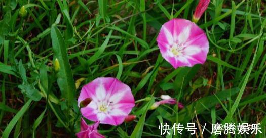 蛇莓|小时候常见又叫不上名的植物，终于知道叫啥了，太全了