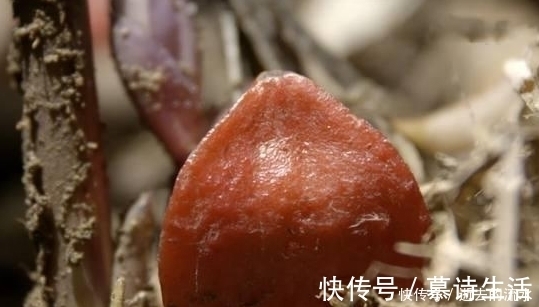 糖尿病人|1种水果比甘蔗甜度高2000倍,但不含糖,糖尿病人可以放心吃