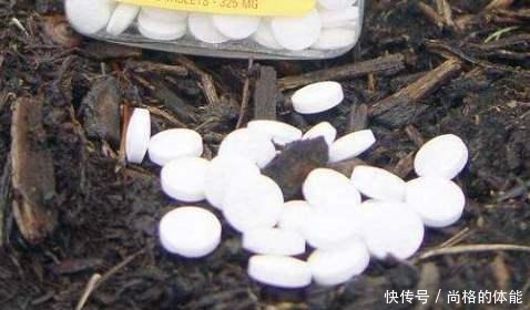 啤酒水浇花有技巧,里面加“4个小东西”,叶子油绿,花儿长疯了!