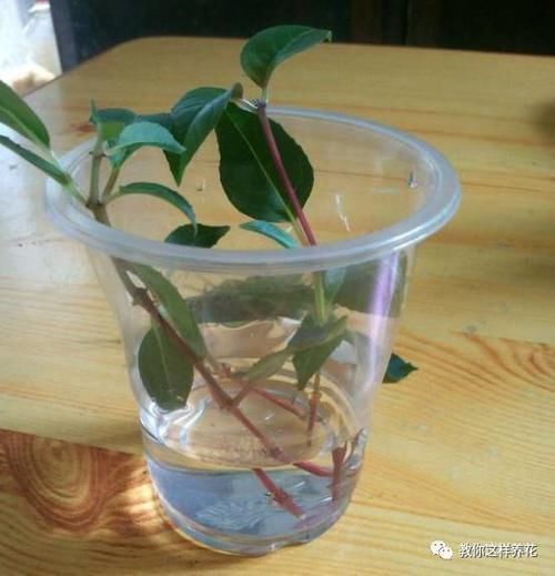 别养绿萝吊兰了,3种花剪根枝,插水里能活,开花一大片!