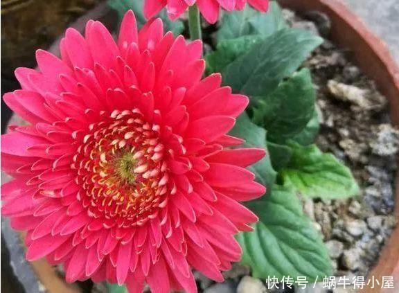 这几种花,哪怕干得打蔫,也不要往叶子喷水,否则只剩下花盆!