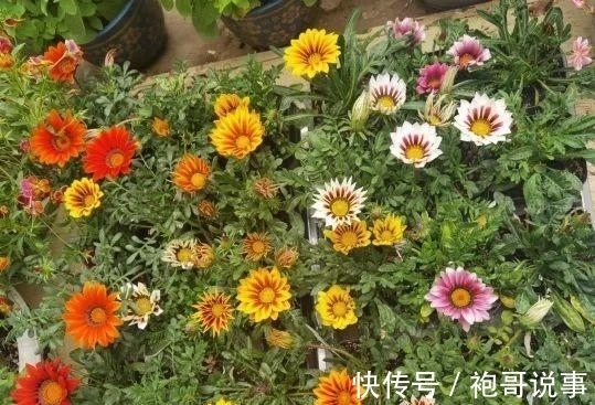农历九月初六寒露后，养什么花？以下3种花，前程似锦如梦似幻