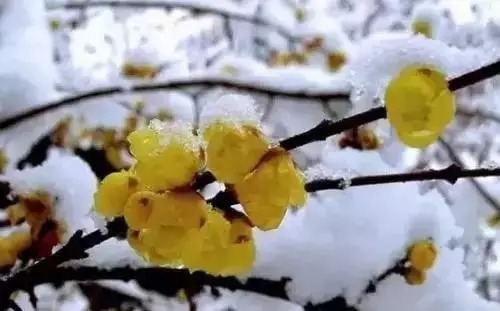 瑞香花|全国56市市花,太美了