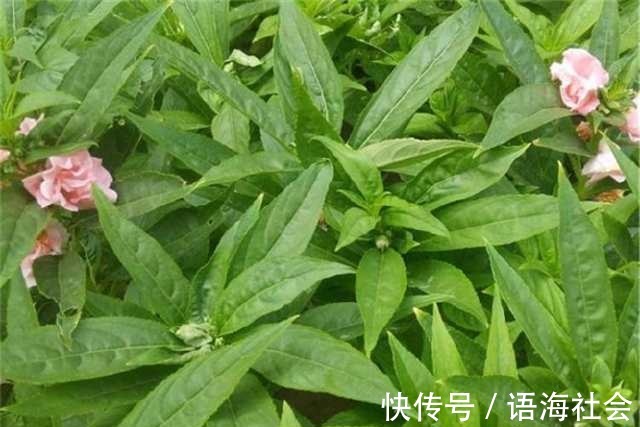 农村|农村田地里这种常见的野菜,不仅能止血补钙,还能治疗便秘!