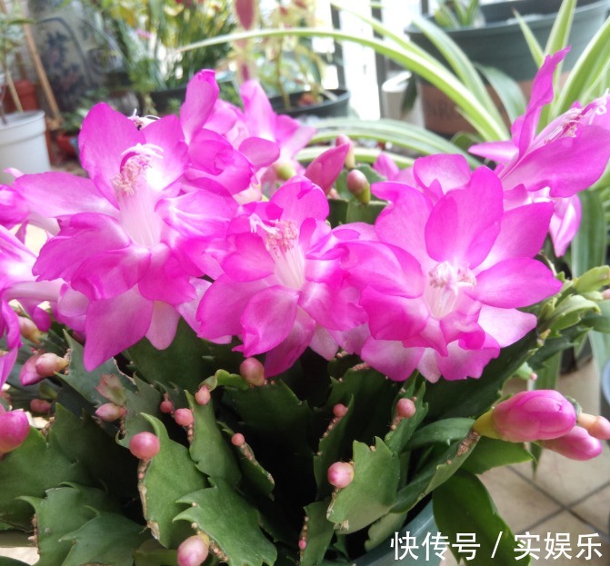 花苞|蟹爪兰长出这种叶子，立马掰掉它，嗖嗖冒花苞！