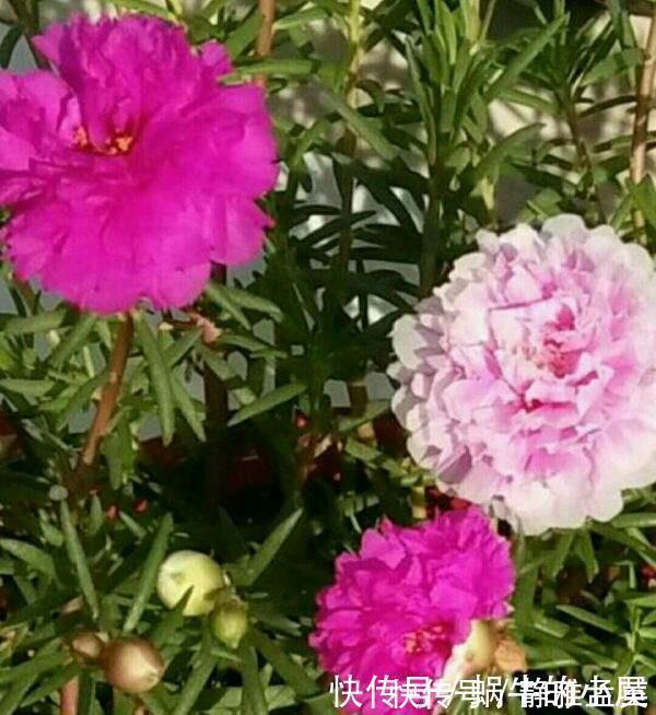 院子|院子一半强光一般阴凉，那就养这6种花，喜阳耐阴好养活