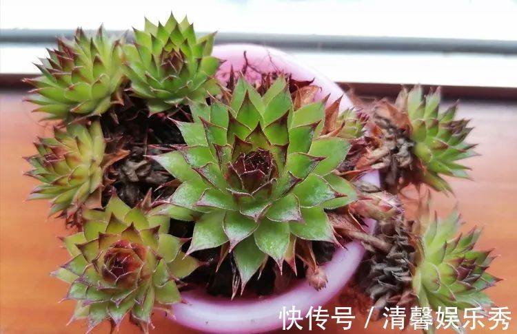 90后川妹子的“丑肉”逆袭记！时光不弃，多肉常在！