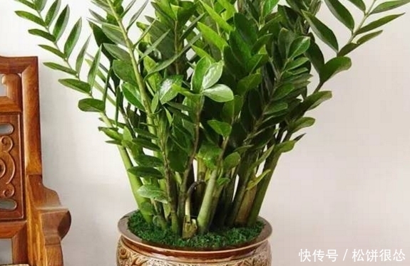 这种盆栽植物有个很俗气的名字，能分解甲醛、调节空气湿气！