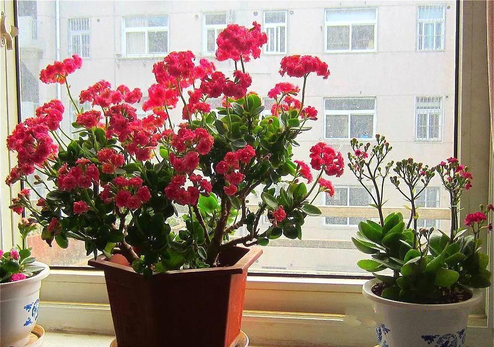 10大吉祥花，客厅有空地一定要养一盆，高档又好养，旺财又旺家