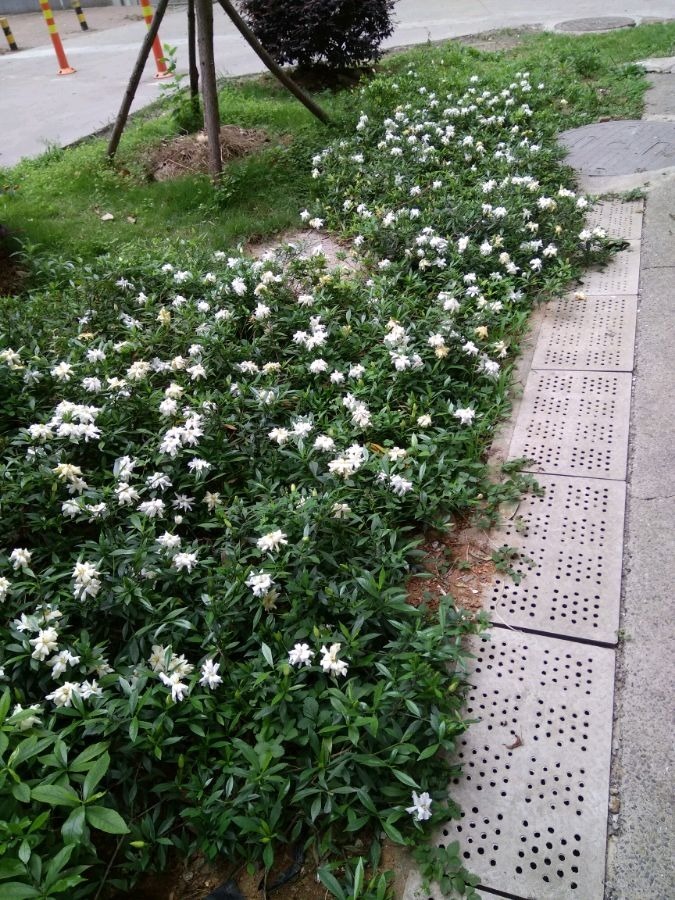 北方家里当宝的花,南方大马路上全都是,我酸了!