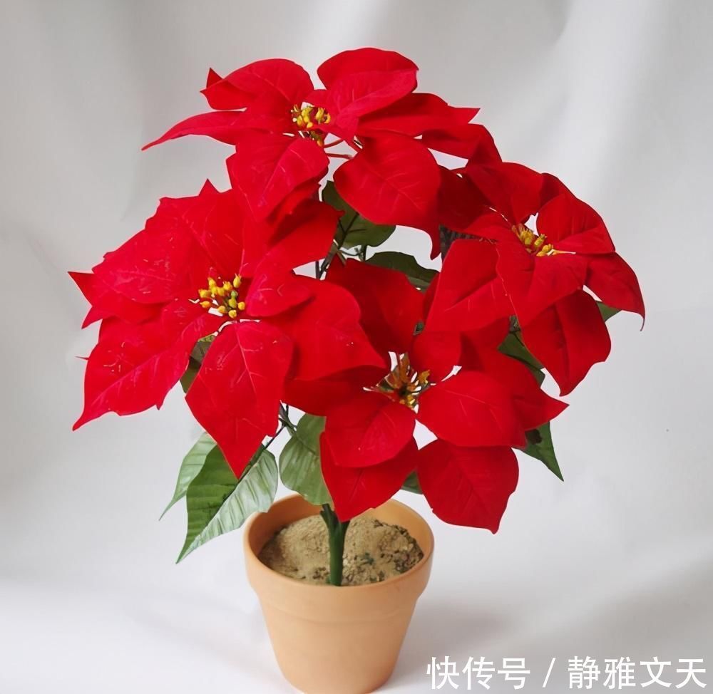 4种有害的花不能放客厅,家有老人小孩要注意,赶紧清理掉