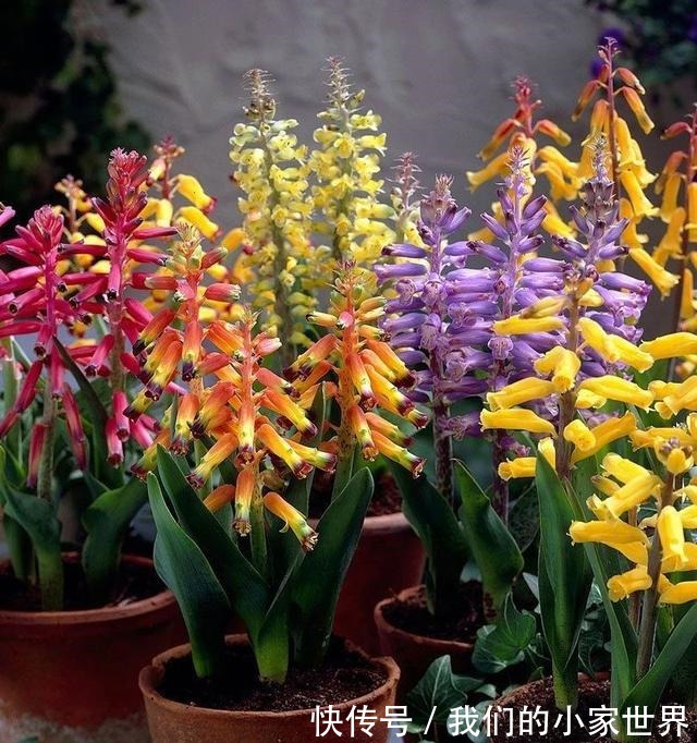 很小众的绿松石立金花,花朵如一串串绿色宝石,好养好看又不贵!