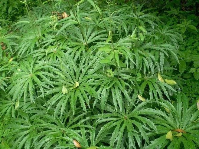 风湿|大自然的馈赠“中药材兔儿伞”,可治风湿麻木、全身骨痛!