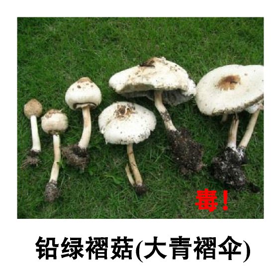 野生蘑菇|一家四口中毒！又是它惹祸，千万别碰