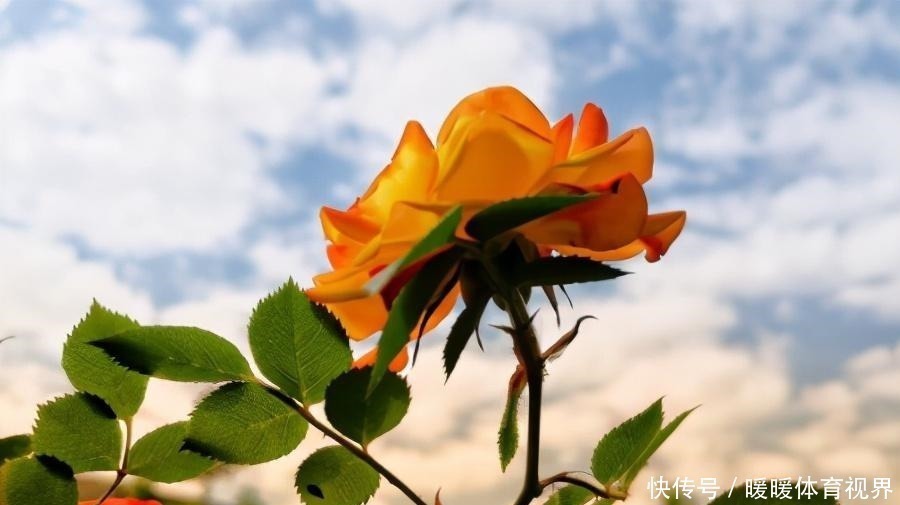 福星高照|谁老公是属这4个生肖,千万别嫌他穷,越老越有钱。