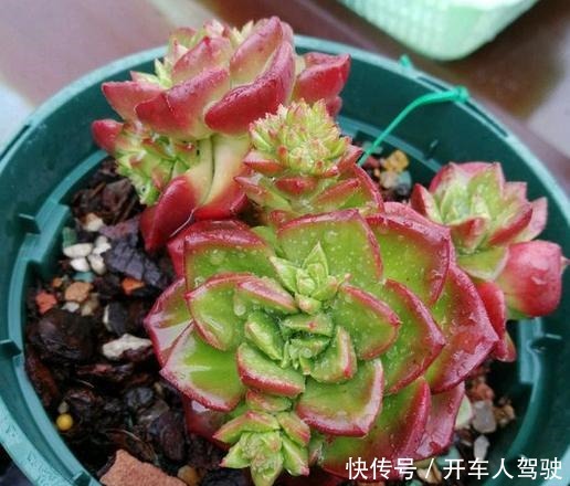 多肉蒂亚一旦上色了,惹人爱,秋季关键点做好,不愁绿焰不上色!