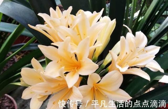 君子兰|这种“大补肥”,君子兰最爱吃了,半个月用1次,新芽抽不停