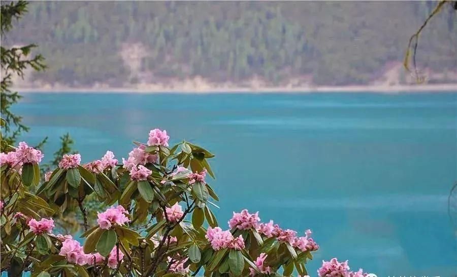 来林芝赏绝美的高山杜鹃花~赶紧带上相机去拍大片吧！