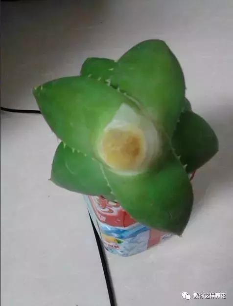 白根|君子兰芦荟烂根，切一刀谅一晾，10天又能长出大白根！