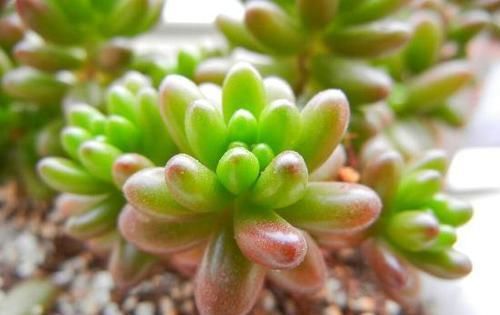 养多肉虹之玉，注意此4点，叶子红绿相间，像圣诞树和老人