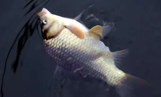 秋天钓鲫鱼,大板鲫就藏在这8种地方,找准了保你钓得爽歪歪