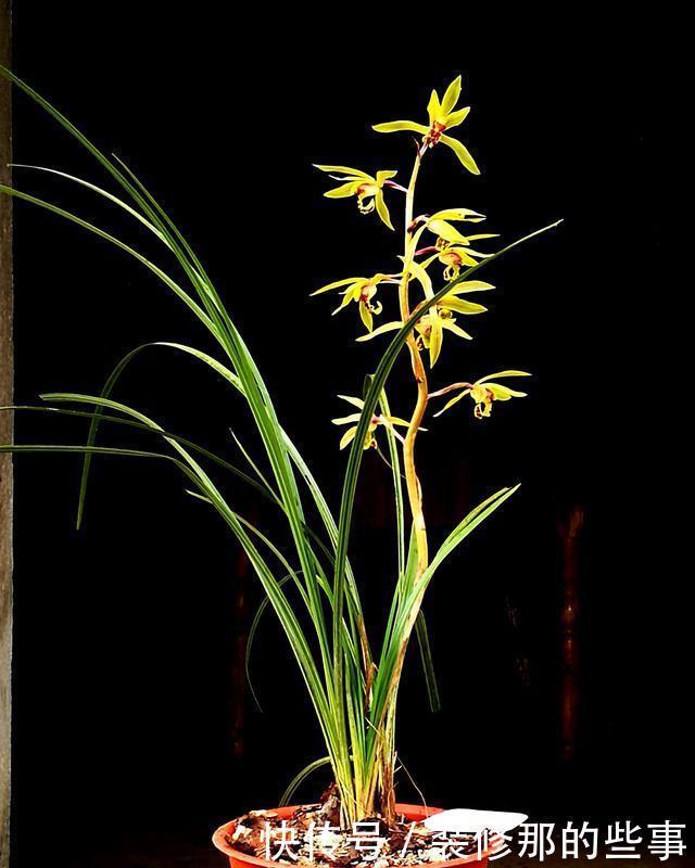 足够|兰花不开花是什么原因?只有4点,新手兰友一定要了解