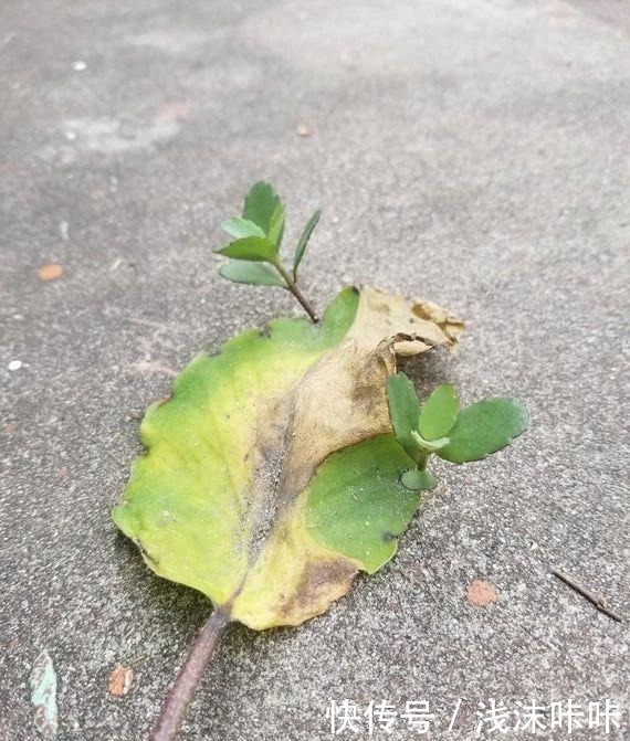 落地生根属的大家庭,品种多,花朵好看!
