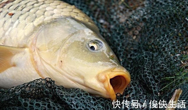 钓鱼|鲤鱼太狡猾不咬钩下次记得用上这招,它再狡猾也会忍不住咬钩