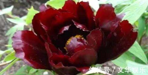 花色|喜欢养菊,不如养盆“黑色牡丹”初乌,花色黑如炭,高贵且厚重!