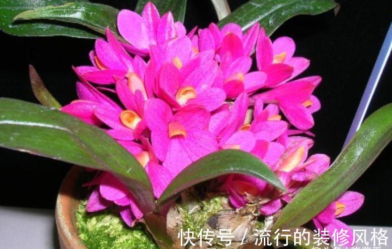 养这“10种花”,经常喷喷水,越长越旺“越精神”