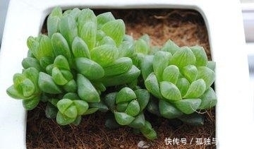 散射处|夏天来了,这些多肉要小心了,不然就死翘翘了!