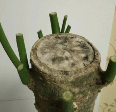 下面4种花枯死也别扔,叶子全剪掉,“新芽”1个月后就窜出来