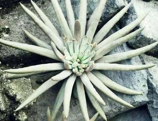 瓦松老一辈的回忆,喜在8、9月开花,盆栽得抓住4个细节