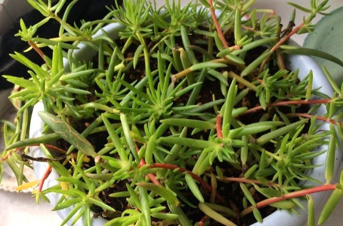 最坚强的“1种花”,仅把“一个枝丫”放盆里,都能长成美盆栽