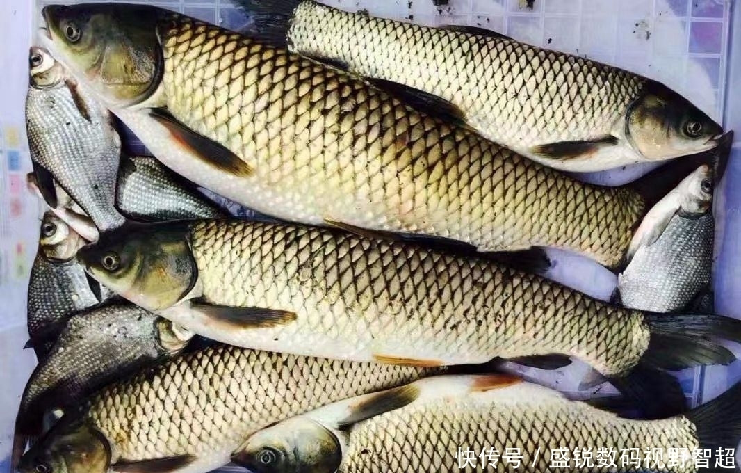 很多钓友都不信,用此方法钓草鱼能爆护,实践才是真理