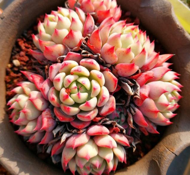 把多肉植物养成老桩的过程，这样选盆用土，多肉根系粗又壮