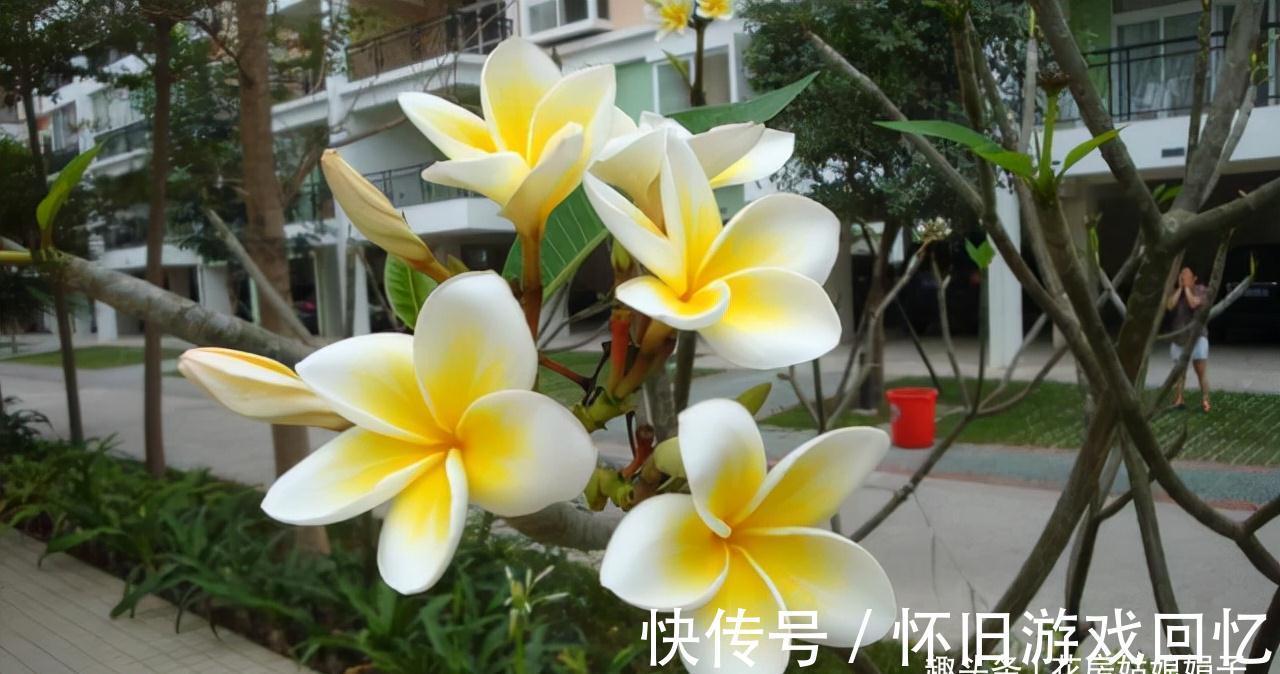 冬季养花,做到不黄叶,不冻伤,安全越冬,要按这些方法进行养护