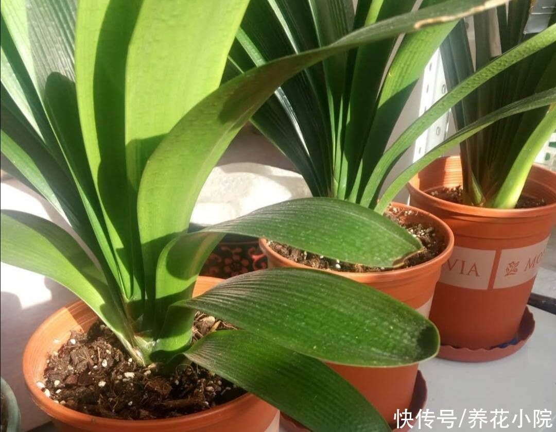 秋天3种花“睡醒了”,给它们补足养分,花苞长满枝头