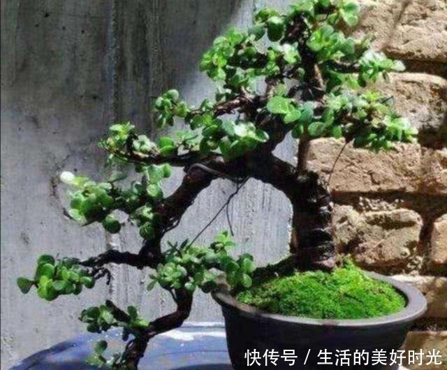 养分|金枝玉叶养成盆景,不只是简单的浇水,还应做好这几件事!