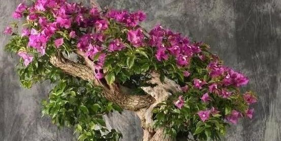 以下东西不要扔了，土里拌一些，养花效果好，改善土壤！