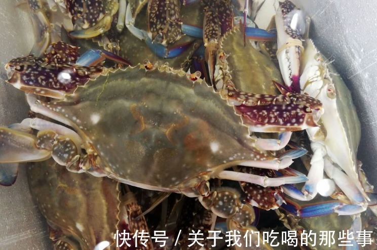 死蟹|挑梭子蟹,个头大未必好,渔民教你4招,个个肉多黄肥,鲜美好吃